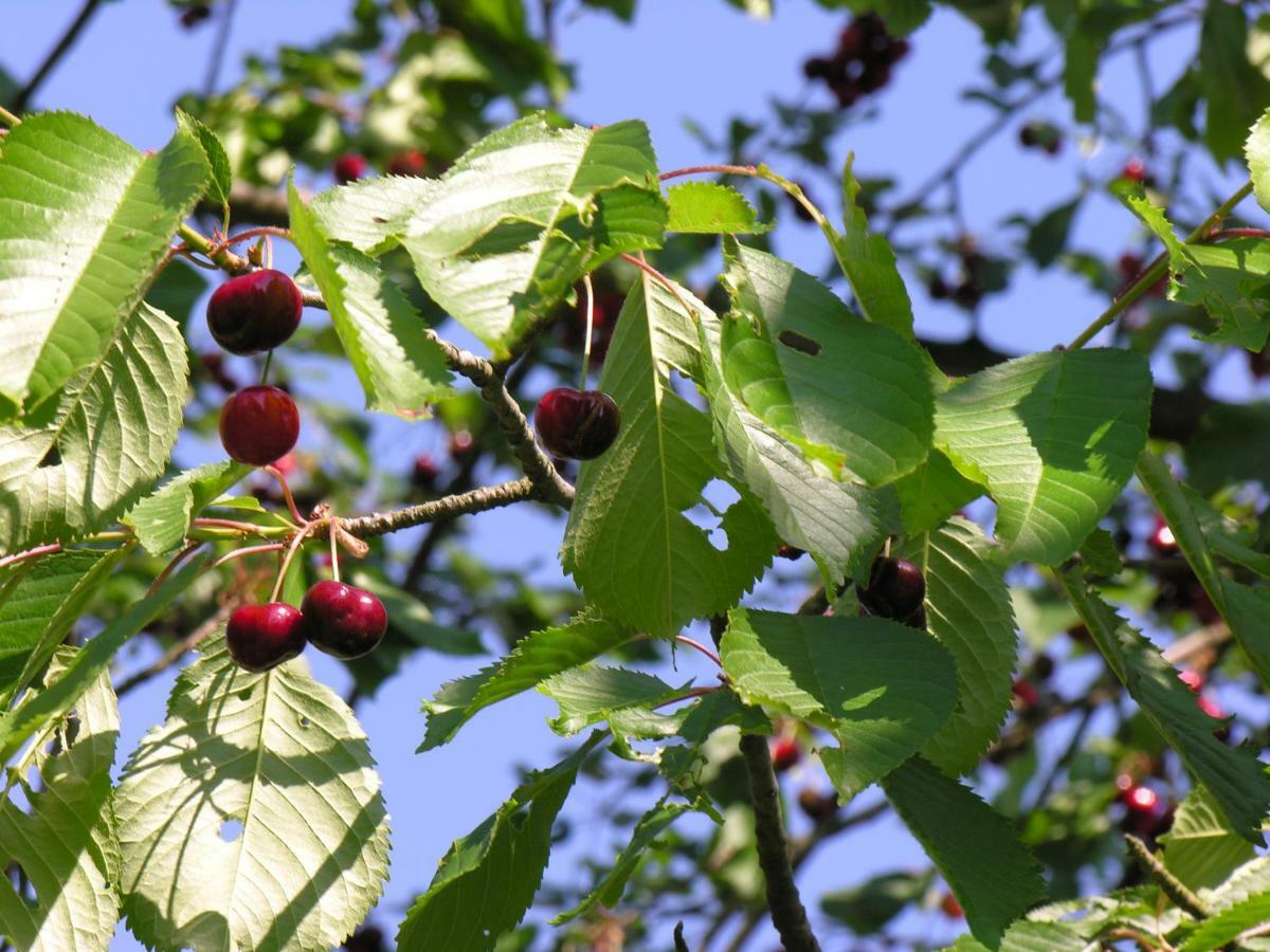 Agroturystyka Pod Sniezna Bystrzyca Kłodzka Buitenkant foto